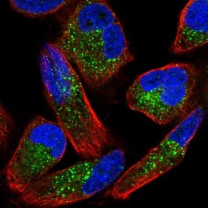 Anti-ZNF624 antibody produced in rabbit 