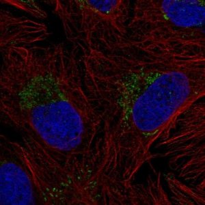 Anti-ZNF625 antibody produced in rabbit 