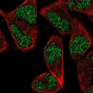 Anti-ZNF627 antibody produced in rabbit 