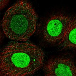 Anti-ZNF652 antibody produced in rabbit 
