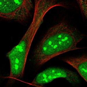 Anti-ZNF668 antibody produced in rabbit 