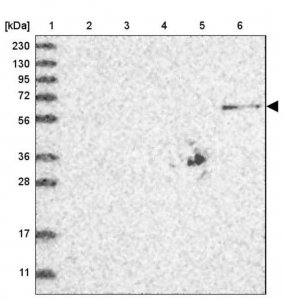 Anti-ZNF677 antibody produced in rabbit HPA024796-100UL