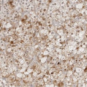 Anti-ZNF678 antibody produced in rabbit 