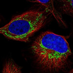 Anti-ZNF678 antibody produced in rabbit 