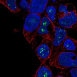 Anti-ZNF689 antibody produced in rabbit 