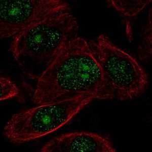 Anti-ZNF692 antibody produced in rabbit 