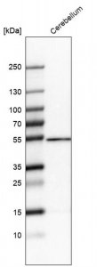Anti-ZNF692 antibody produced in rabbit 