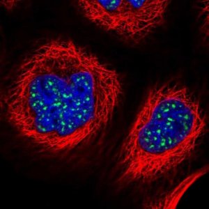 Anti-ZNF695 antibody produced in rabbit HPA024743-100UL
