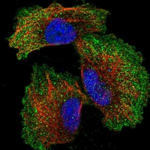 Anti-ZNF706 antibody produced in rabbit 