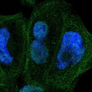 Anti-ZNF74 antibody produced in rabbit 