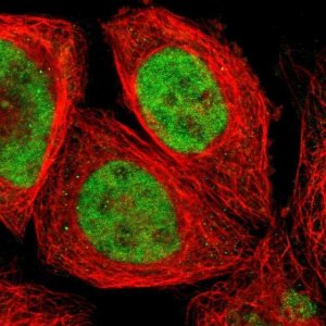Anti-ZNF75A antibody produced in rabbit 