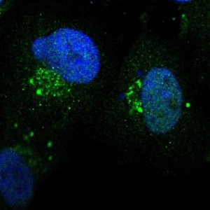 Anti-ZNF75D antibody produced in rabbit 