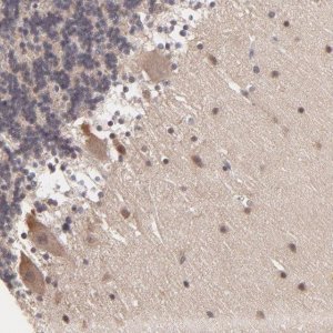 Anti-ZNF764 antibody produced in rabbit 