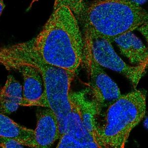 Anti-ZNF764 antibody produced in rabbit 