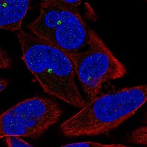 Anti-ZNF766 antibody produced in rabbit 