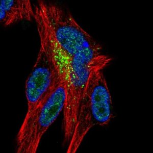 Anti-ZNF768 antibody produced in rabbit 