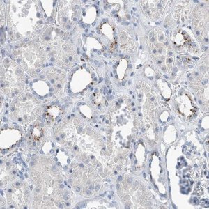 Anti-ZNF772 antibody produced in rabbit 