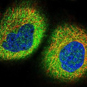 Anti-ZNF772 antibody produced in rabbit 