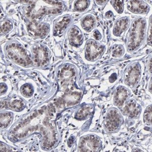 Anti-ZNF773 antibody produced in rabbit 