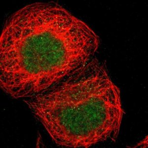 Anti-ZNF777 antibody produced in rabbit 