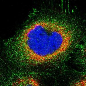 Anti-ZNF783 antibody produced in rabbit 
