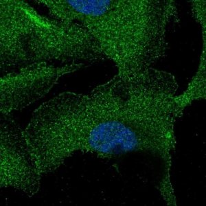 Anti-ZNF785 antibody produced in rabbit 