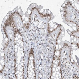Anti-ZNF787 antibody produced in rabbit 