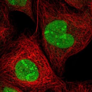 Anti-ZNF787 antibody produced in rabbit 