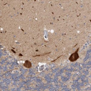 Anti-ZNF804B antibody produced in rabbit 