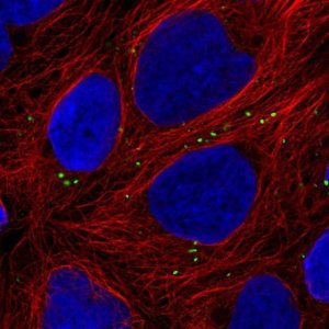 Anti-ZNF813 antibody produced in rabbit 