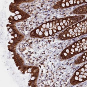 Anti-ZNF816 antibody produced in rabbit 