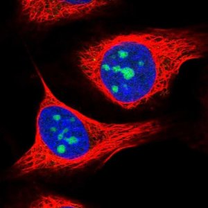 Anti-ZNF837 antibody produced in rabbit 