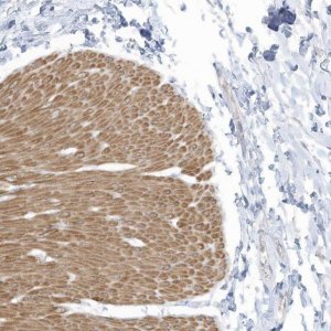 Anti-ZNF846 antibody produced in rabbit 