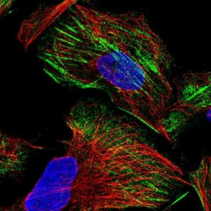 Anti-ZNF846 antibody produced in rabbit 