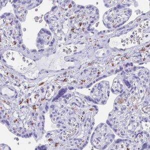 Anti-ZNF850 antibody produced in rabbit 