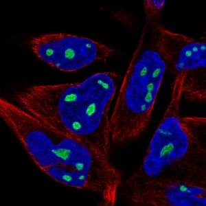 Anti-ZNF853 antibody produced in rabbit 