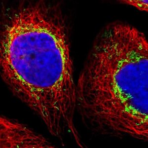 Anti-ZNF862 antibody produced in rabbit 