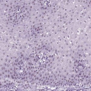 Anti-ZNF865 antibody produced in rabbit 