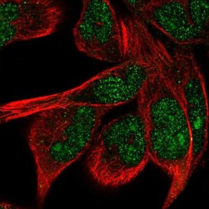 Anti-ZNF878 antibody produced in rabbit 