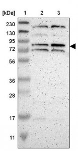 Anti-ZNF90 antibody produced in rabbit HPA003227-100UL