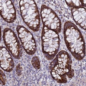 Anti-ZNFX1 antibody produced in rabbit 