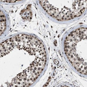 Anti-ZNHIT1 antibody produced in rabbit 