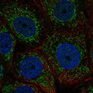 Anti-ZNHIT3 antibody produced in rabbit 