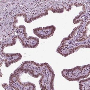 Anti-ZNRD1 antibody produced in rabbit 
