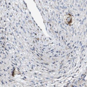 Anti-ZP2 antibody produced in rabbit 