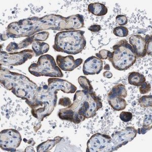 Anti-ZP2 antibody produced in rabbit 