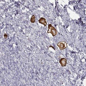 Anti-ZP3 antibody produced in rabbit 
