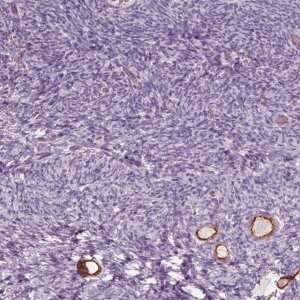 Anti-ZP4 antibody produced in rabbit 