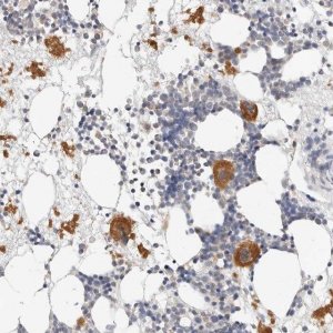 Anti-ZRANB1 antibody produced in rabbit 