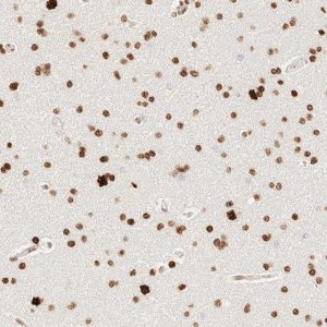 Anti-ZSCAN18 antibody produced in rabbit 